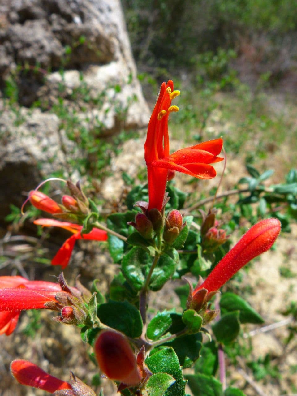 Keckiella cordifolia 6