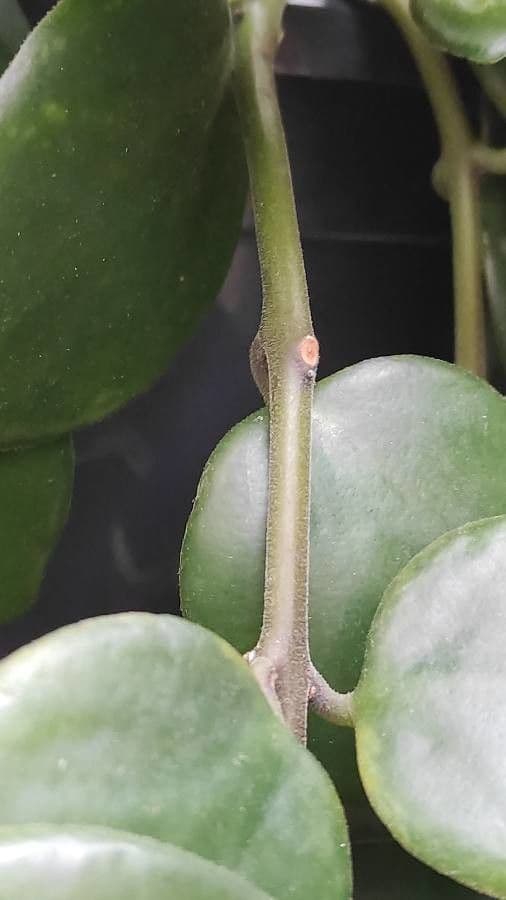 Pianta rossetto 22