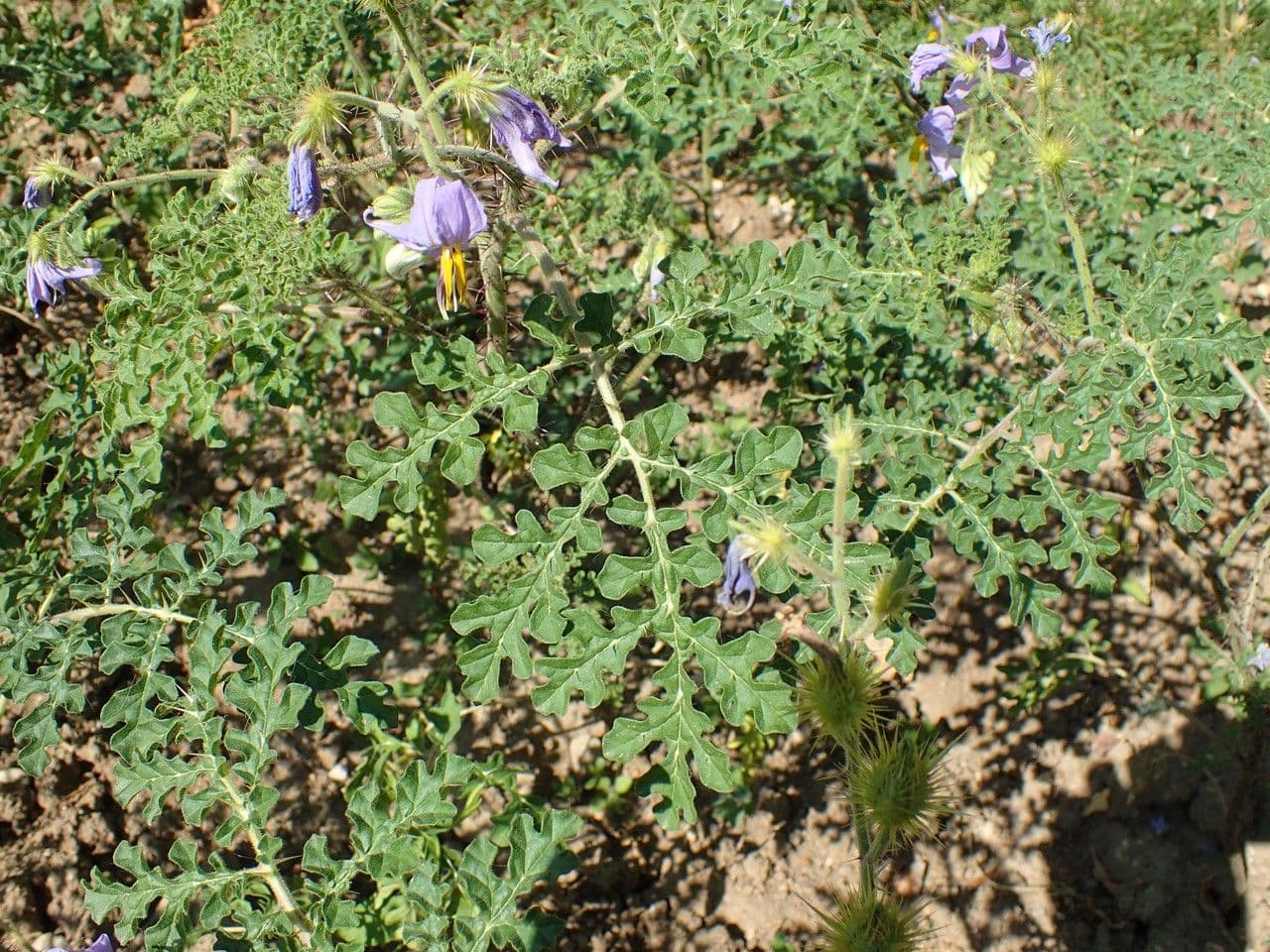 Solanum citrullifolium 7