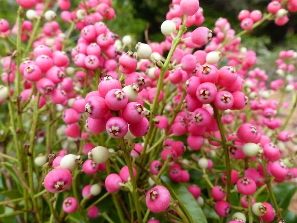 Syzygium