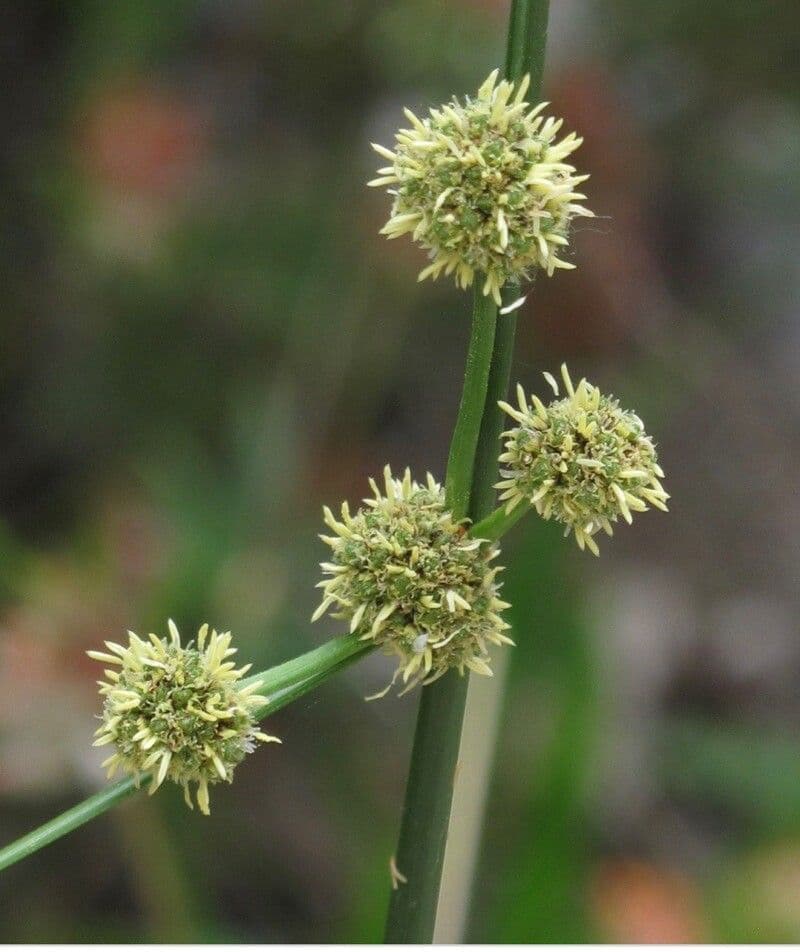 Kugelbinse 7