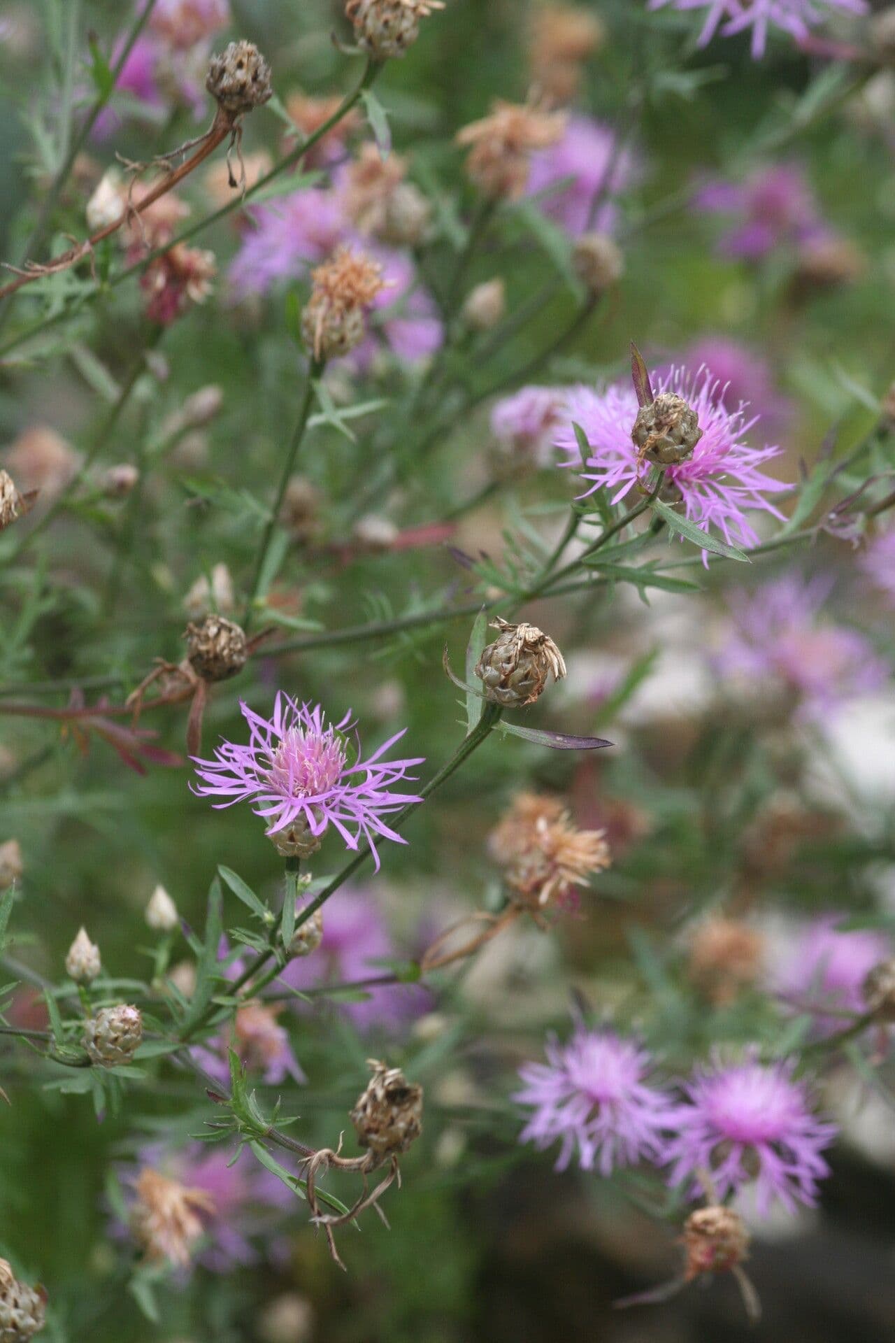 Centaurea margaritacea 2