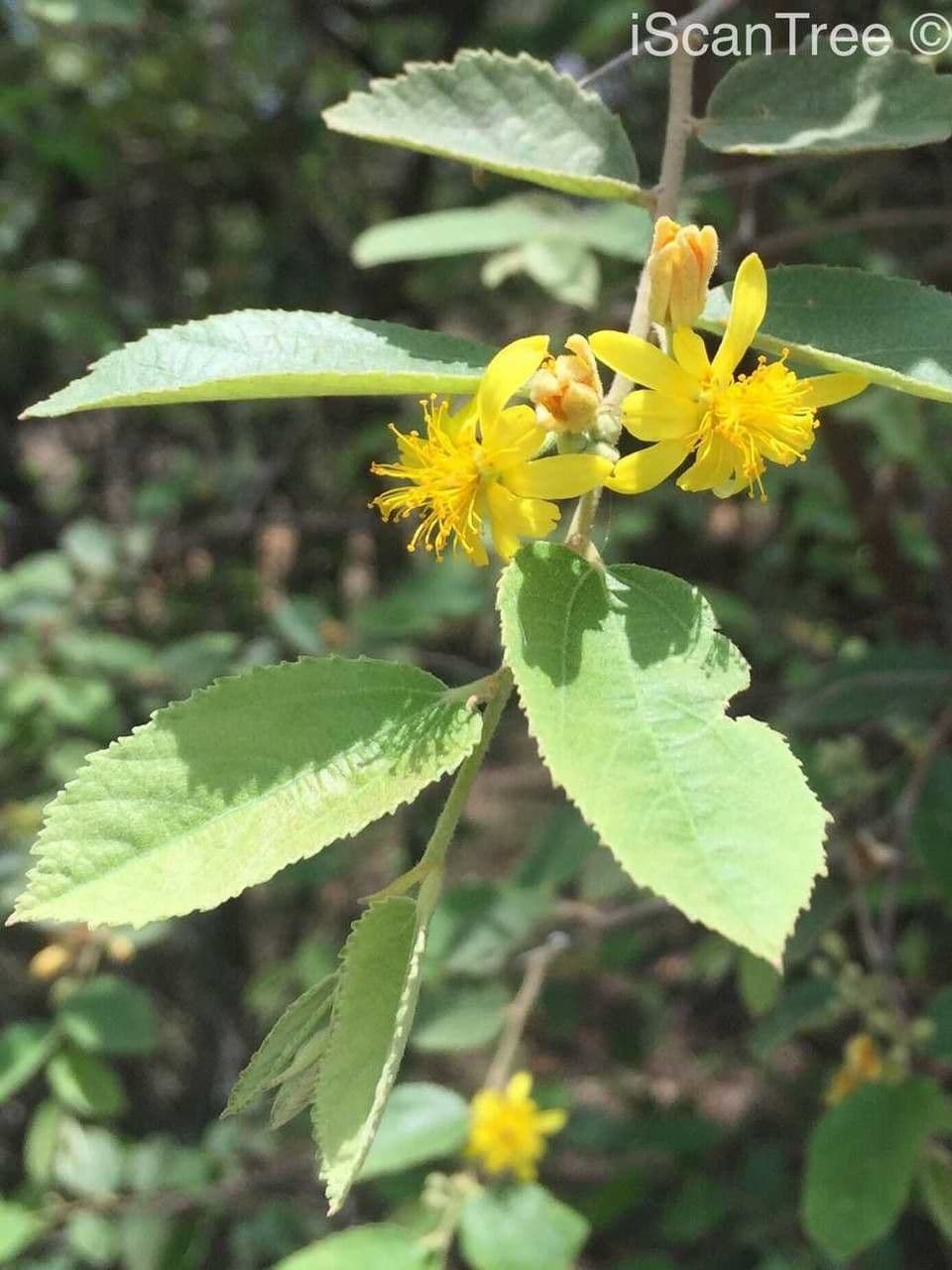 Grewia 10