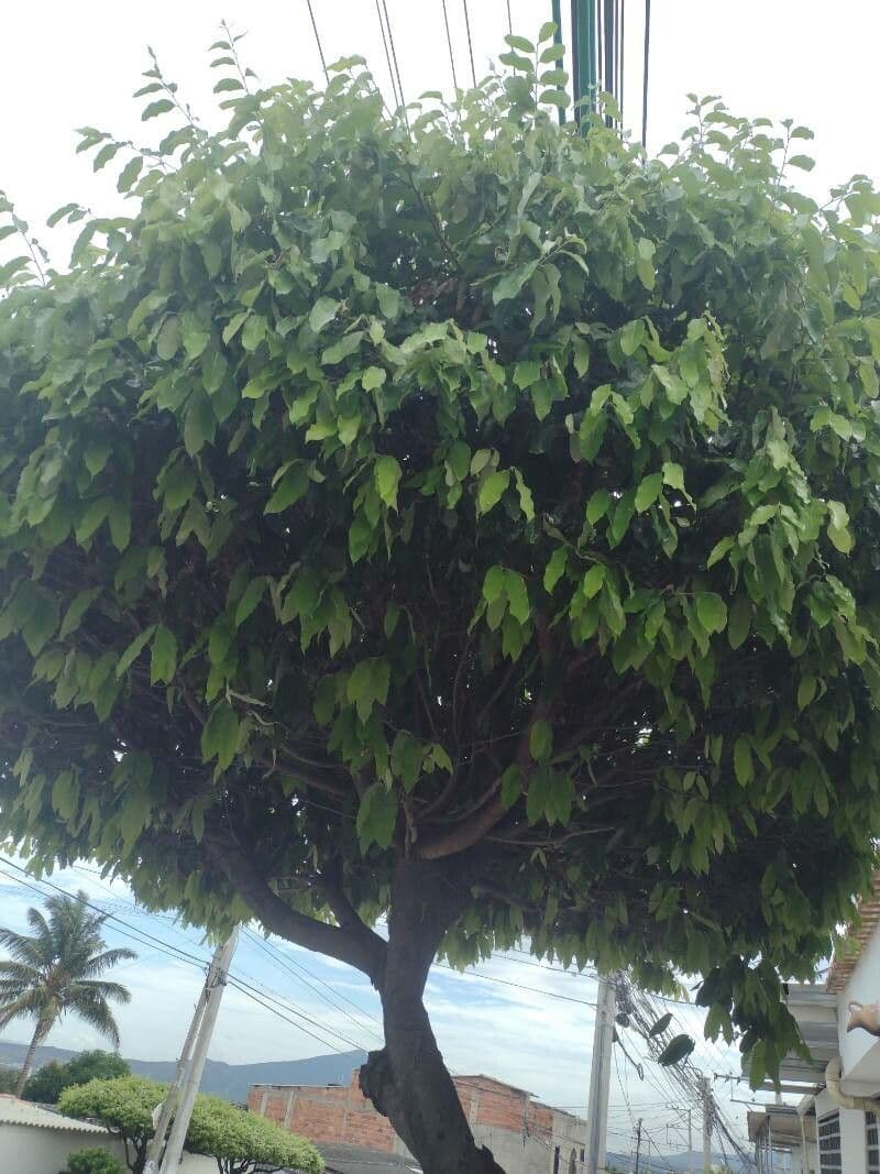 Elateriospermum tapos 9