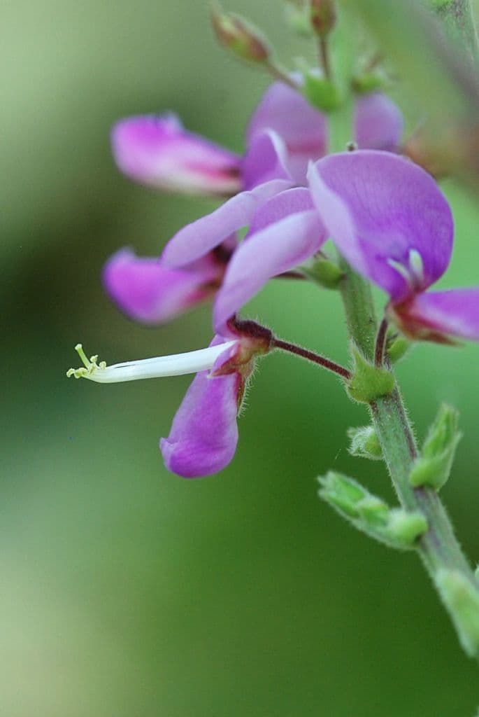 Desmodium cuspidato 4