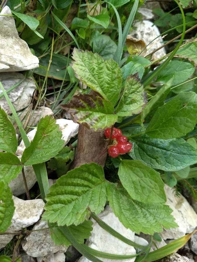 Rovo sassatile 14
