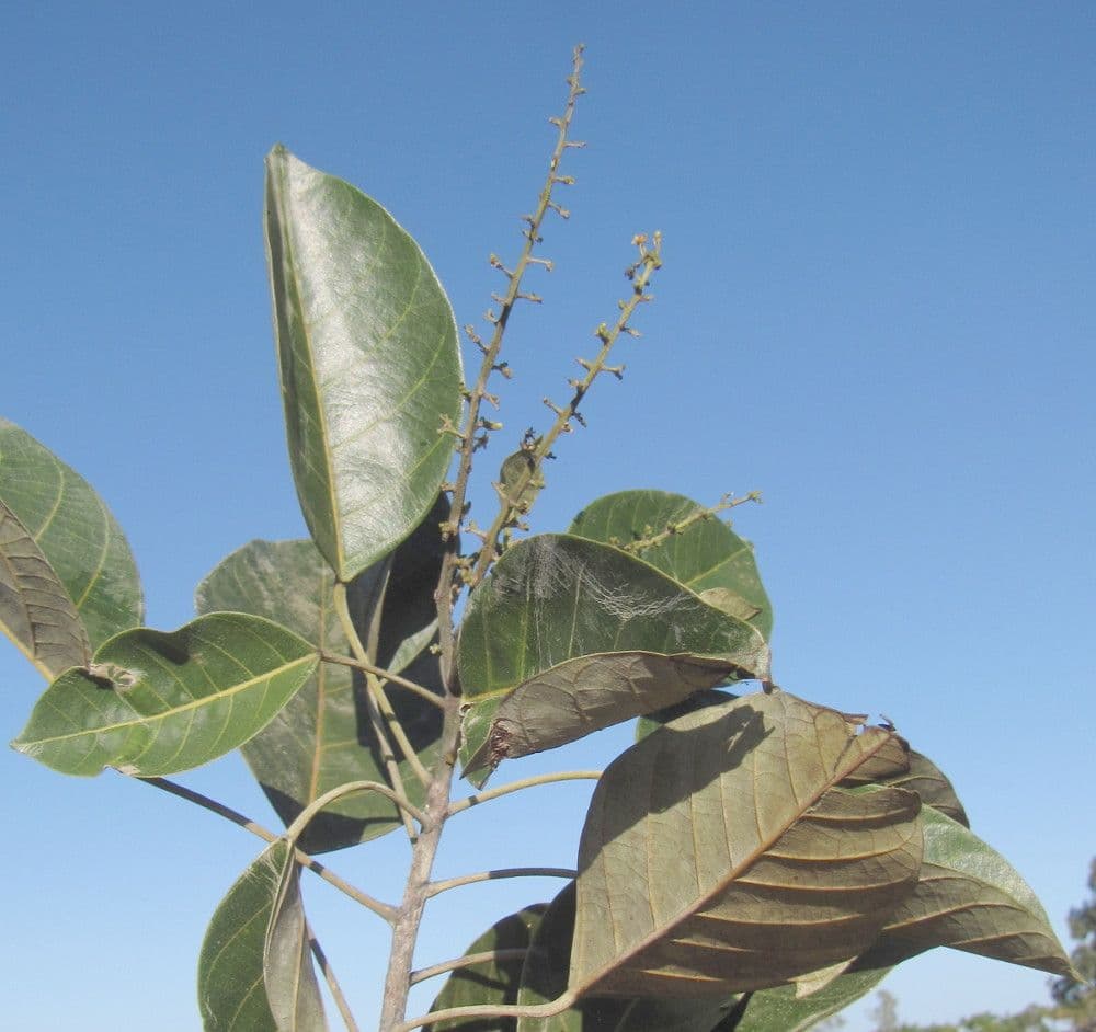 Alphandia