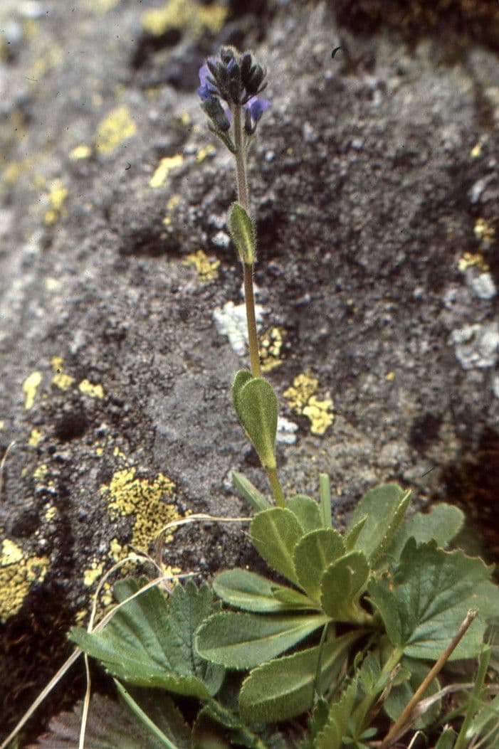 Veronica bellidioides 13