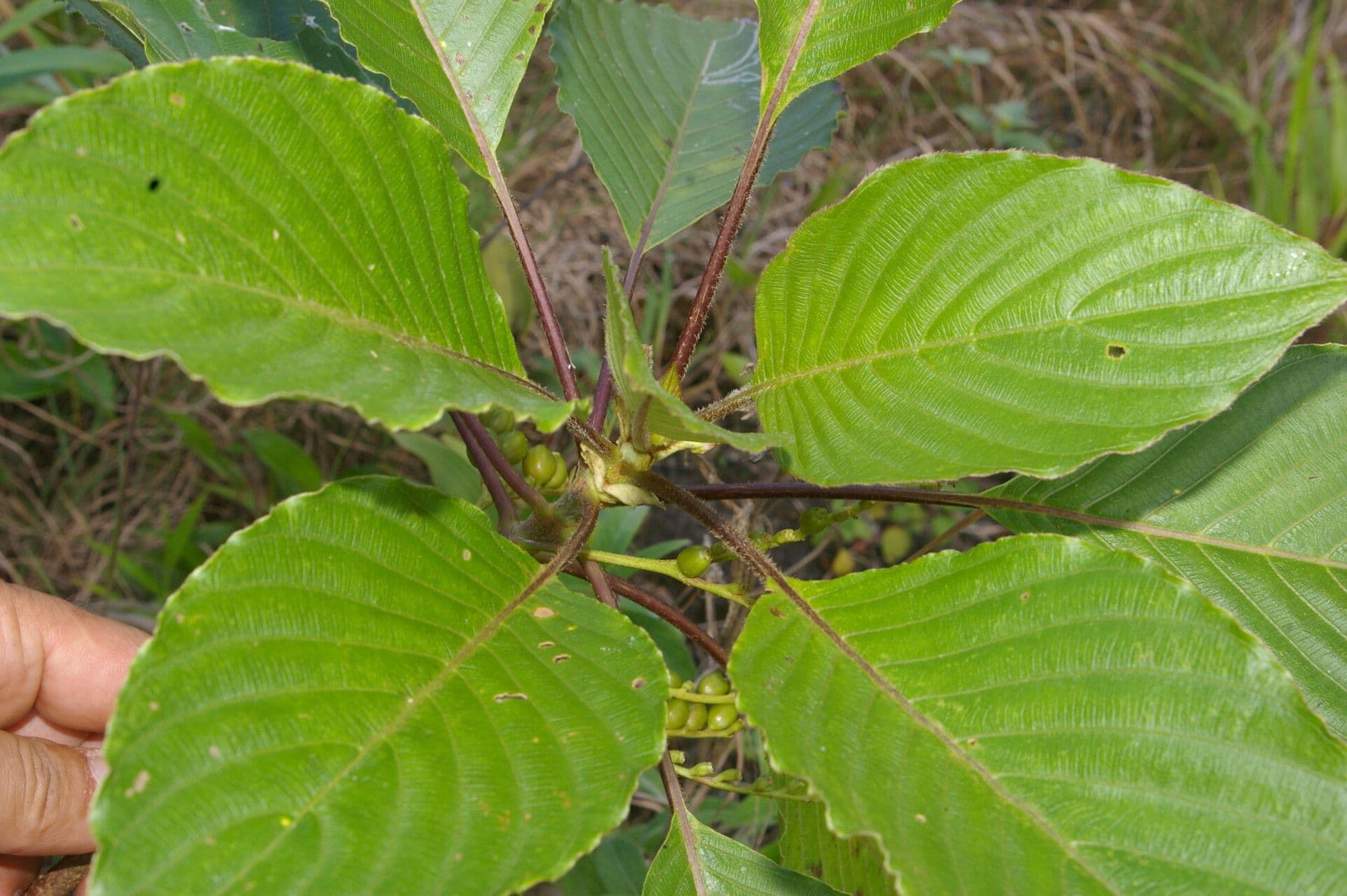 Guettarda 11