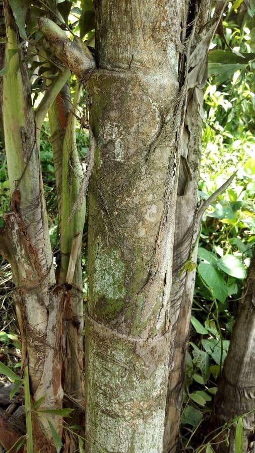 Palmier queue de poisson 24