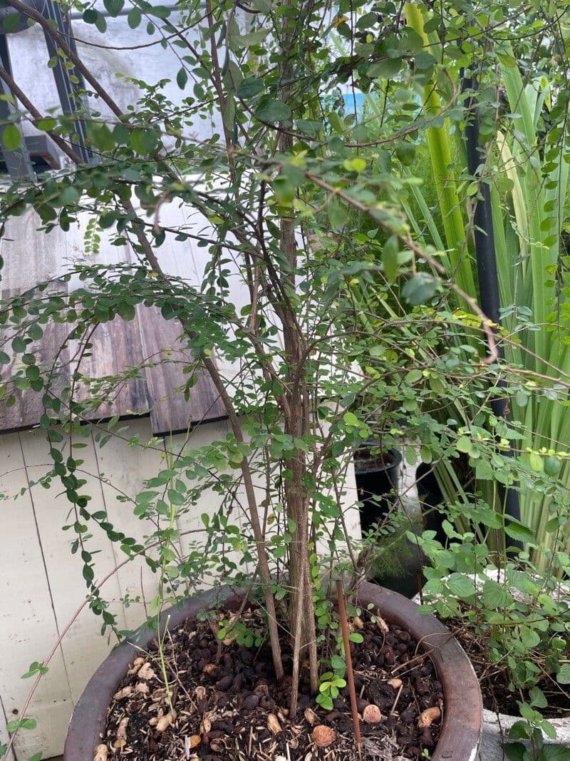 Fluggea spinosa 6