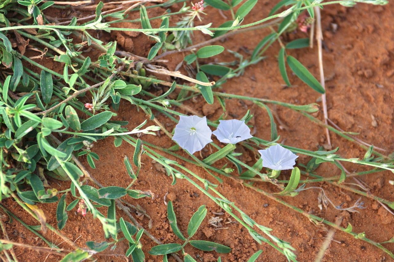 Iskerník plazivý 15