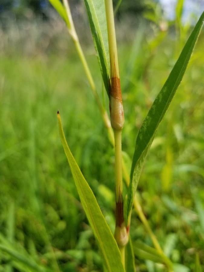 Poligala paniculata 17