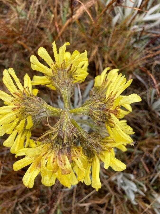 Senecio 9