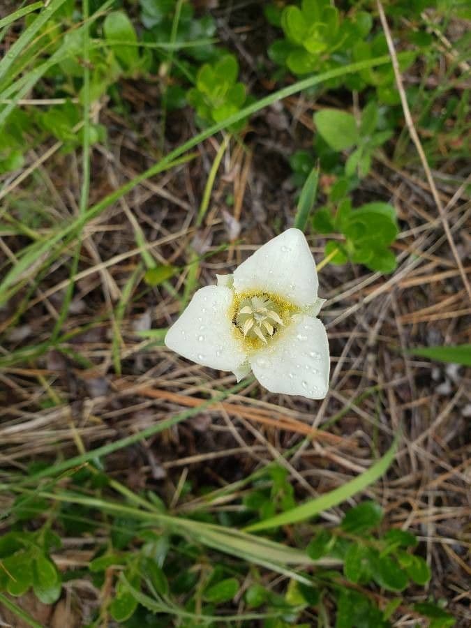 Calochortus