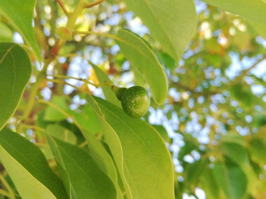 Kampur-Lorbeer 5