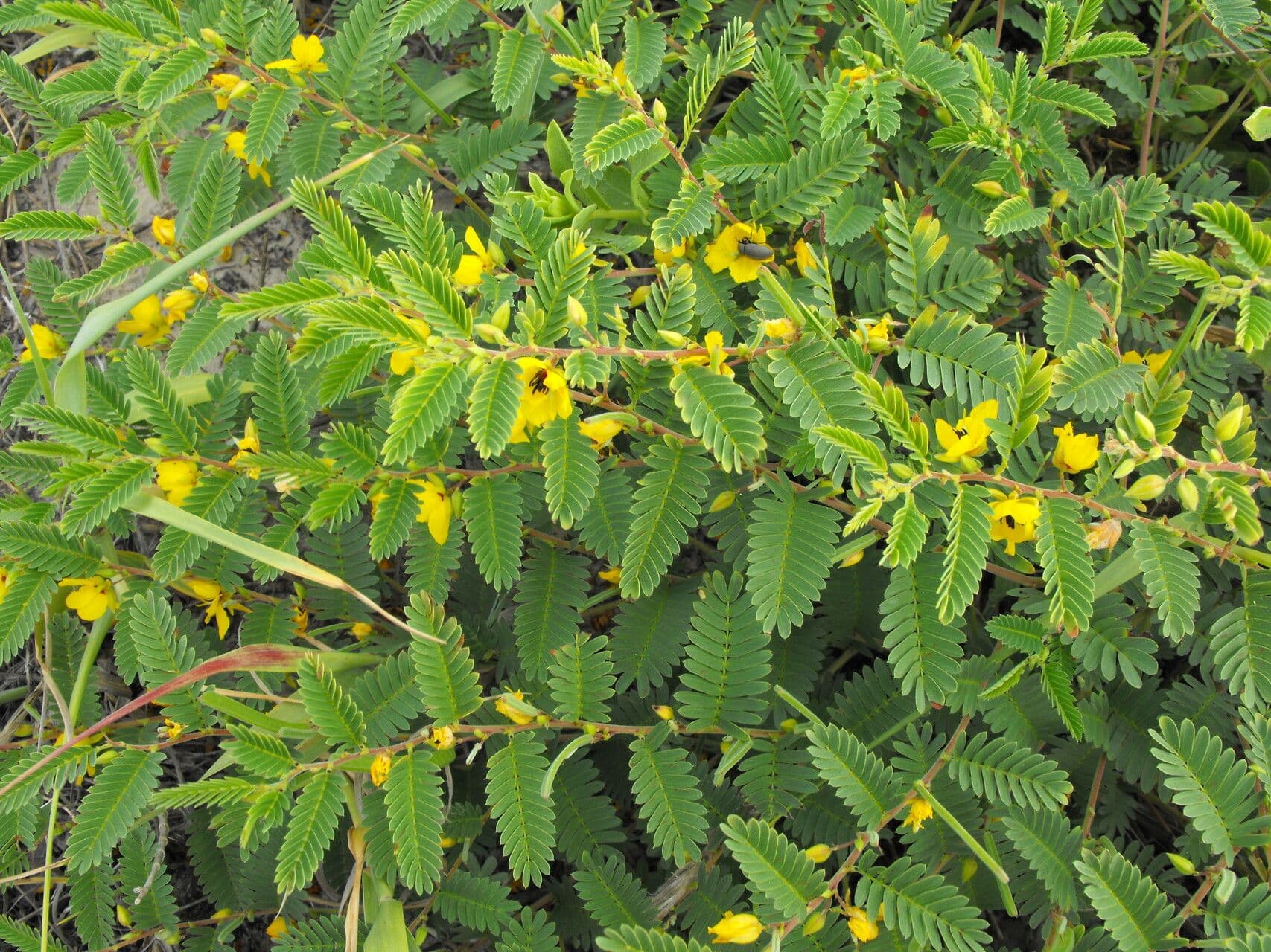 Herbe sensible 7