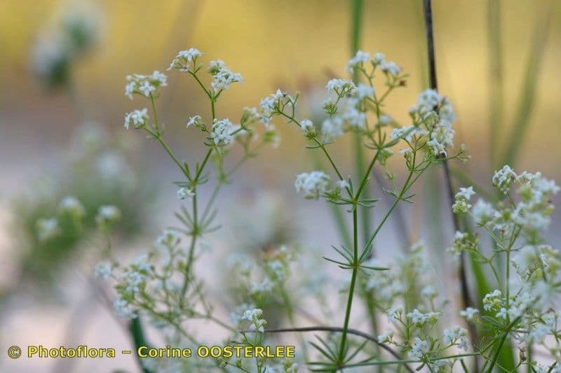 Galium timeroyi 2