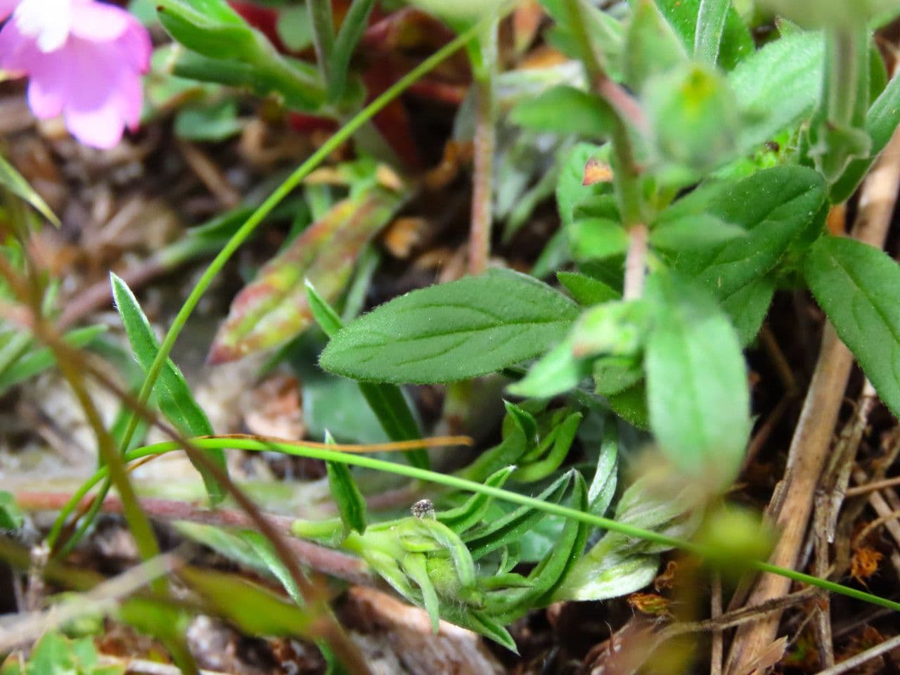 Silene conica 18