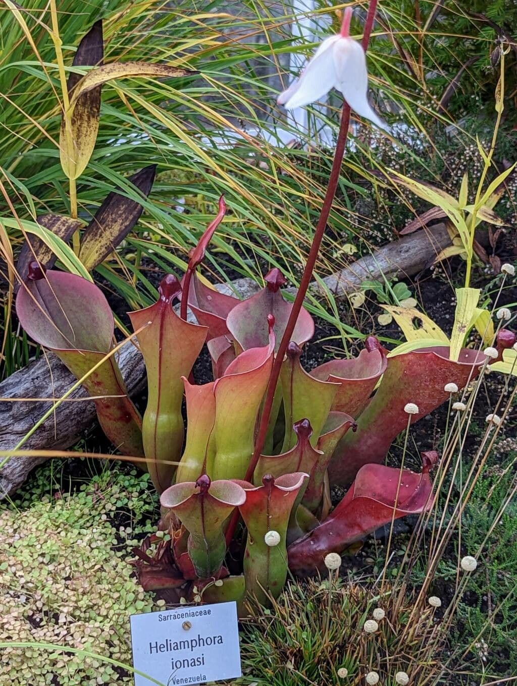 Heliamphora