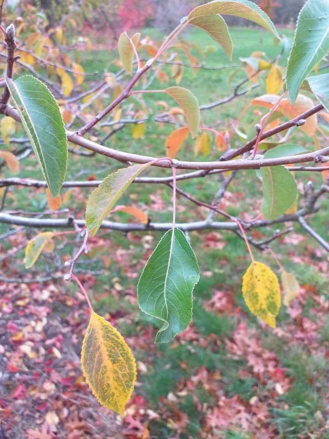 Birch-leaf pear 3