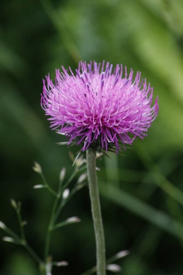Texas-Distel 2
