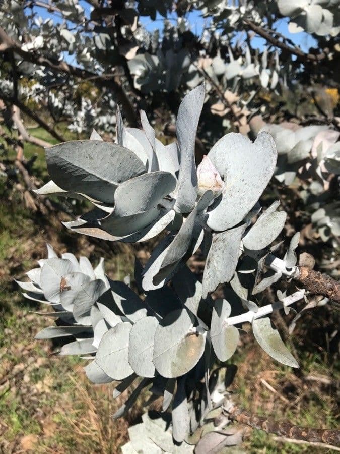 Eukalyptus 9