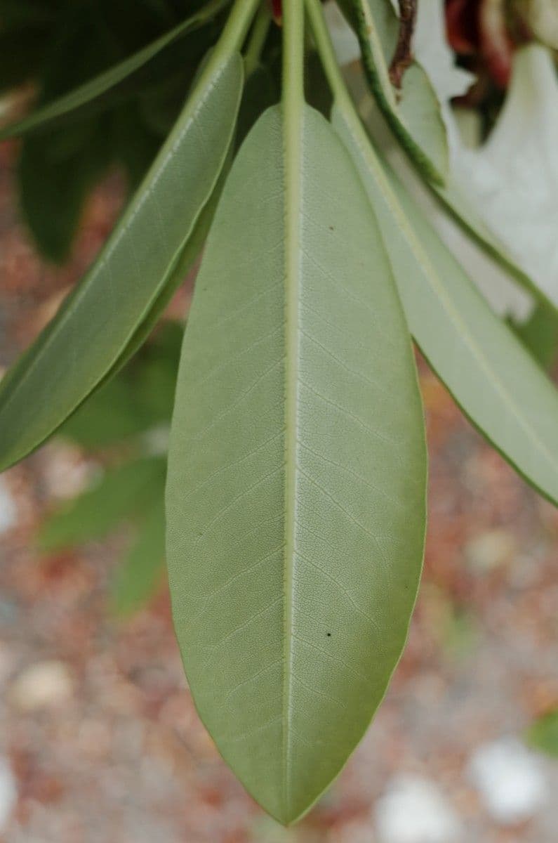 Rhododendron 14