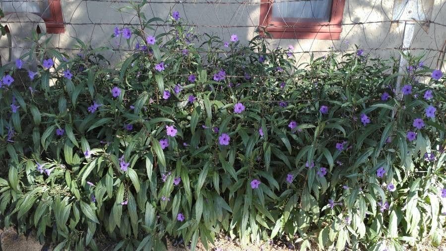 Ruellia simplex 13
