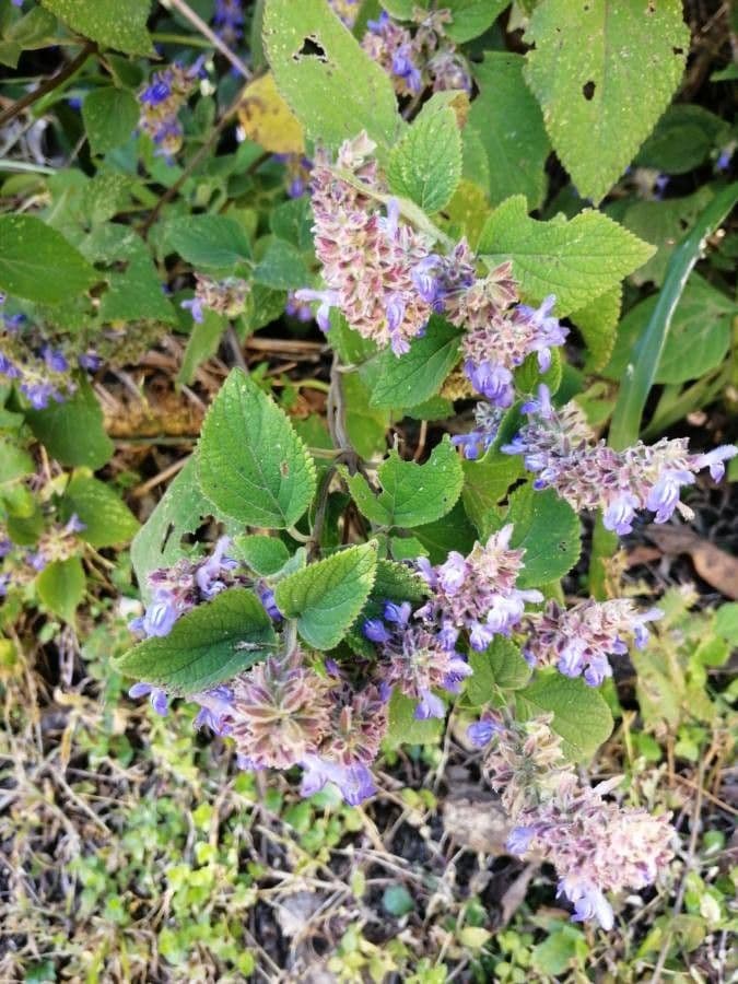 Salvia 2