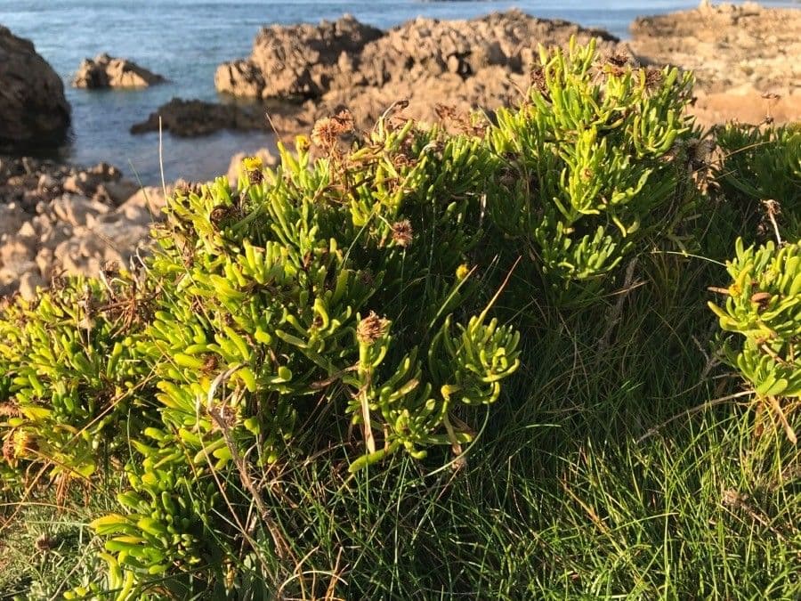 Limbarda crithmoides 12
