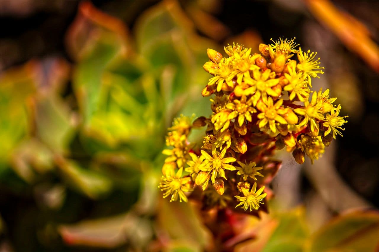 Aeonium