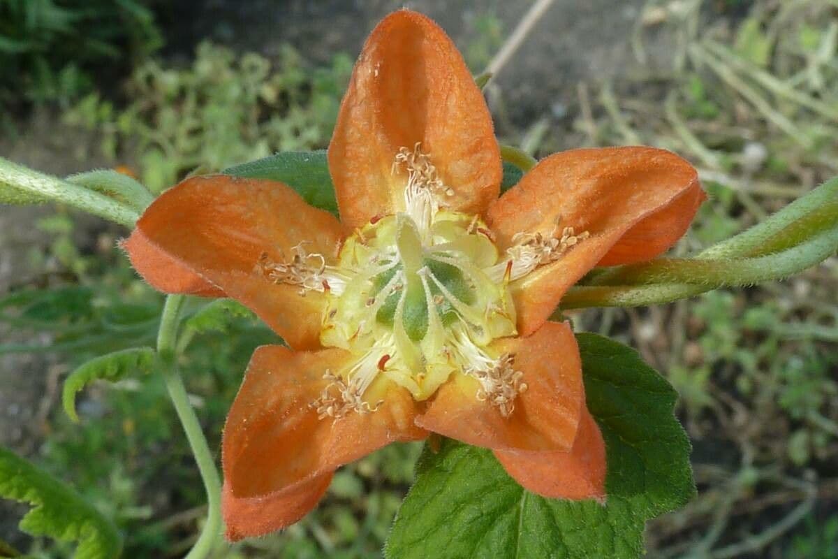 Caiophora