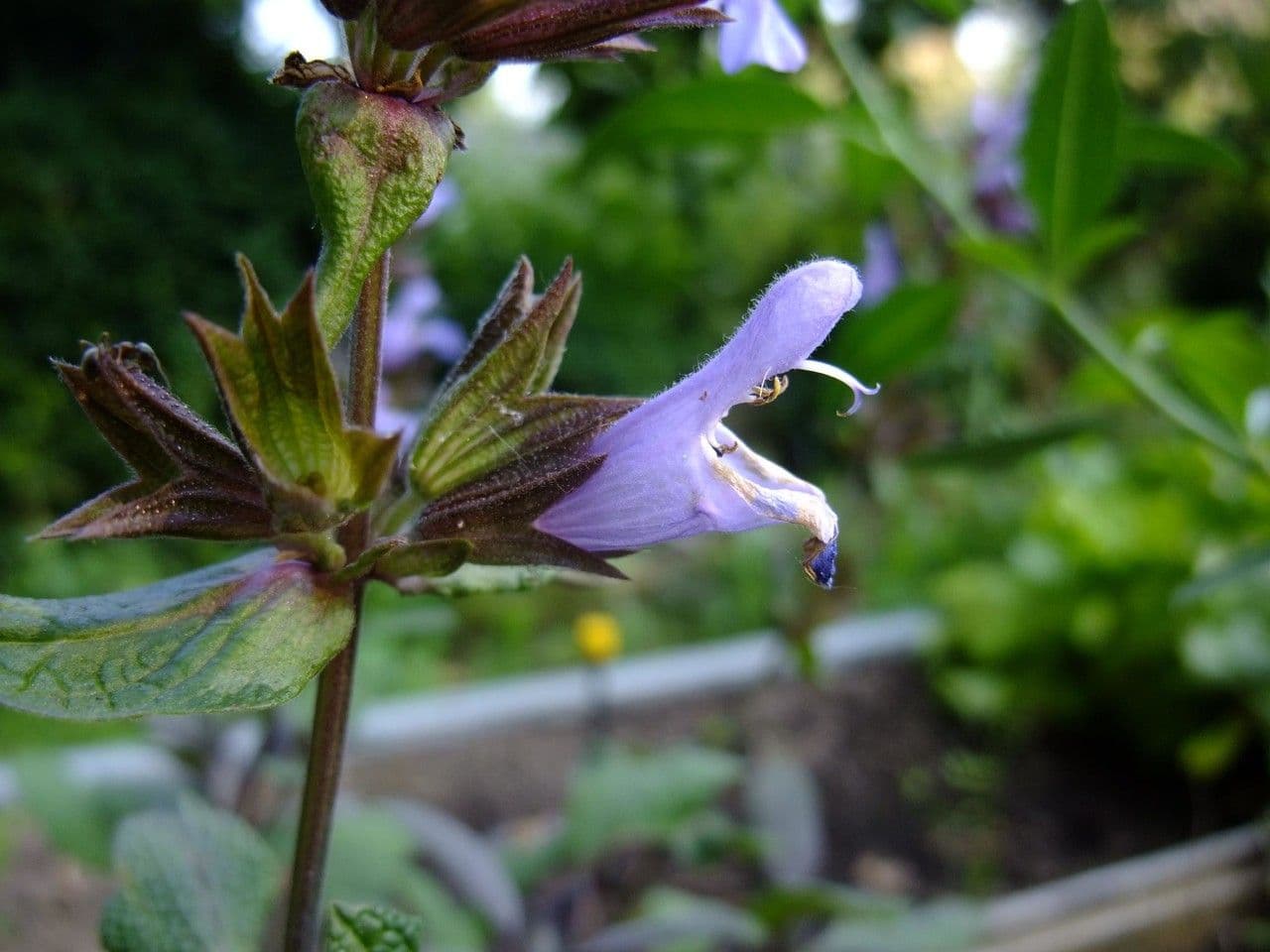 Salvia purpurea 5