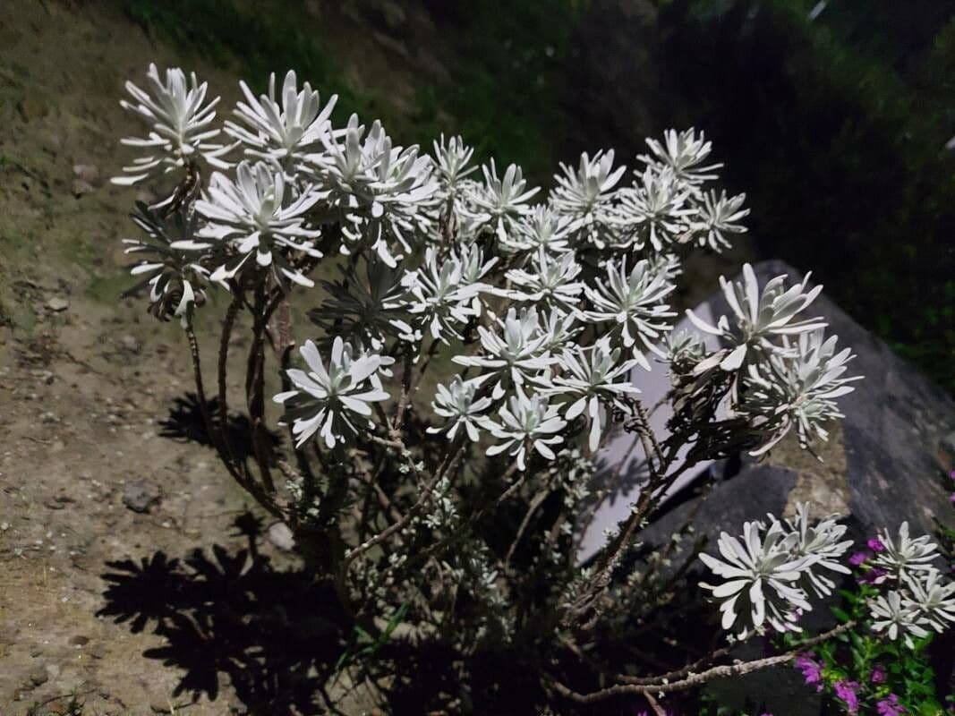 Elicriso 6
