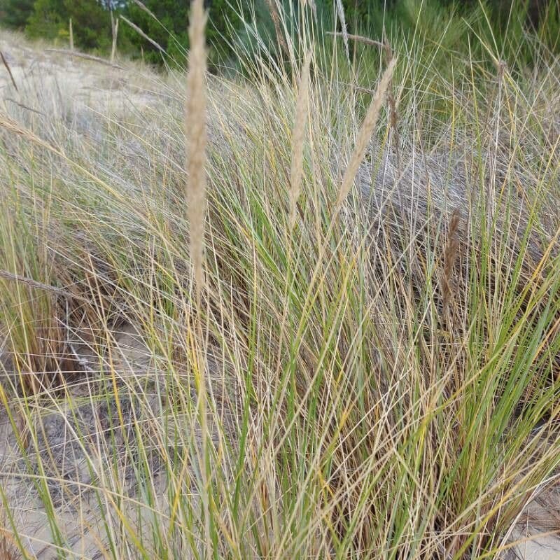 American beach grass 21