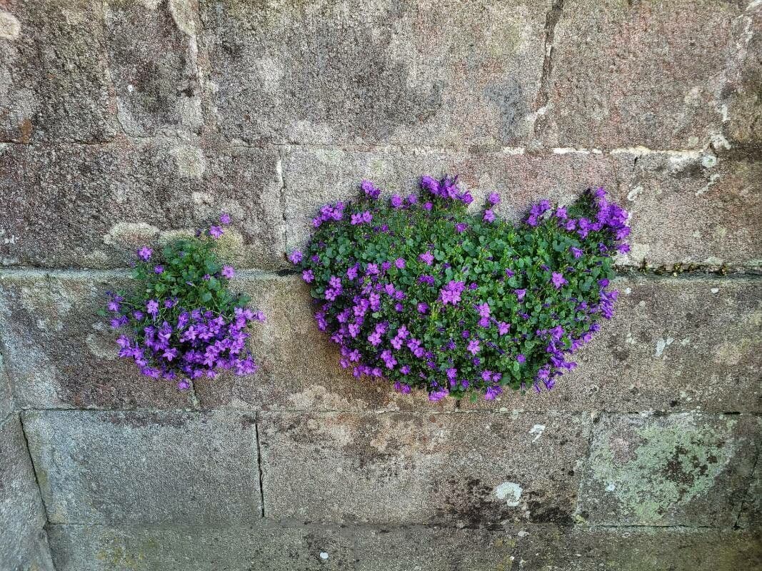 Campanilla adriática 9