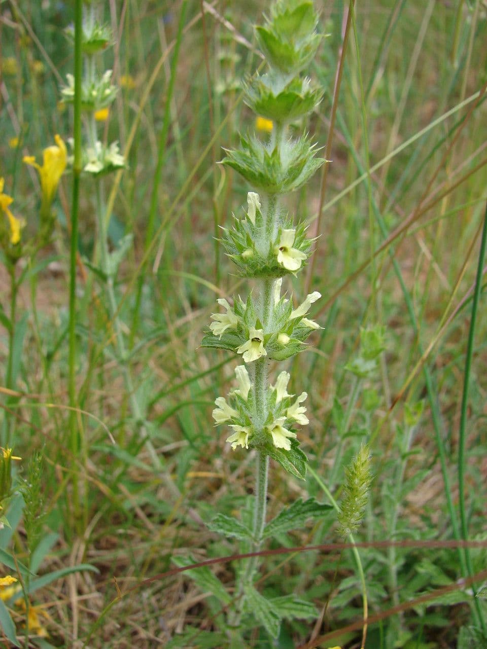 Sideritis 12
