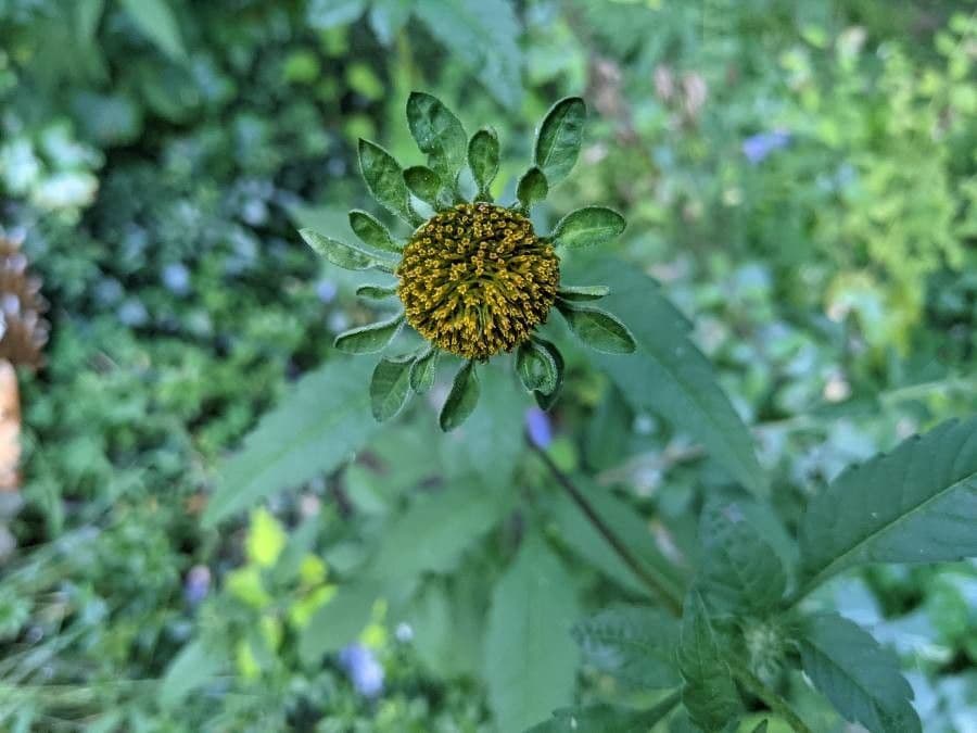 Bidens vulgata 9