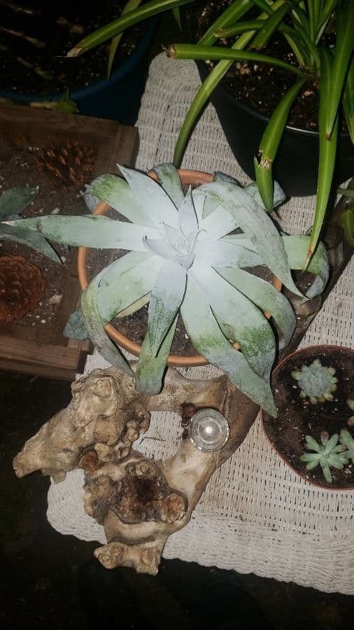 Dudleya di Greene 20