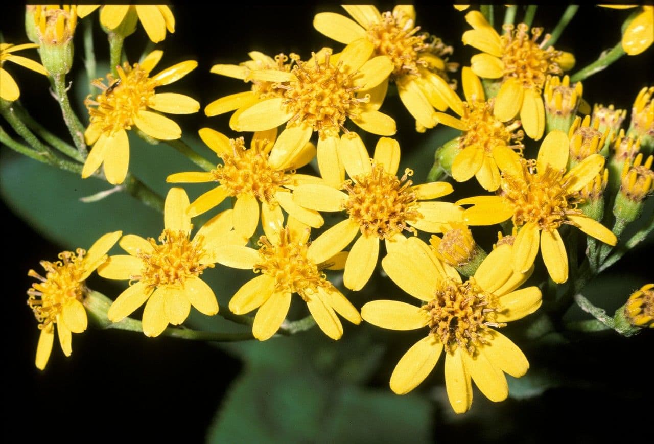 Senecio 4