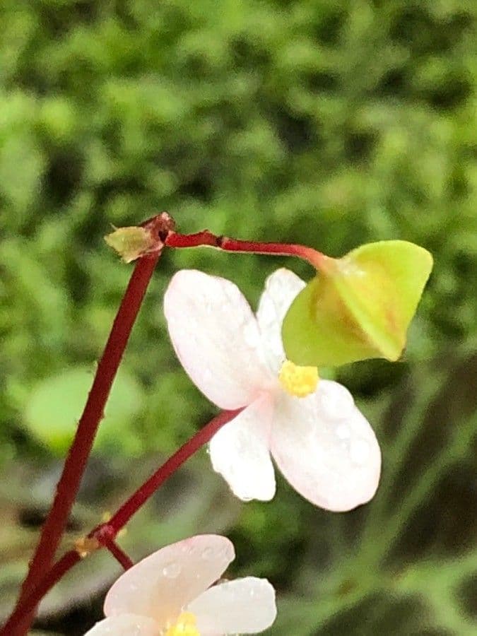 Begonia