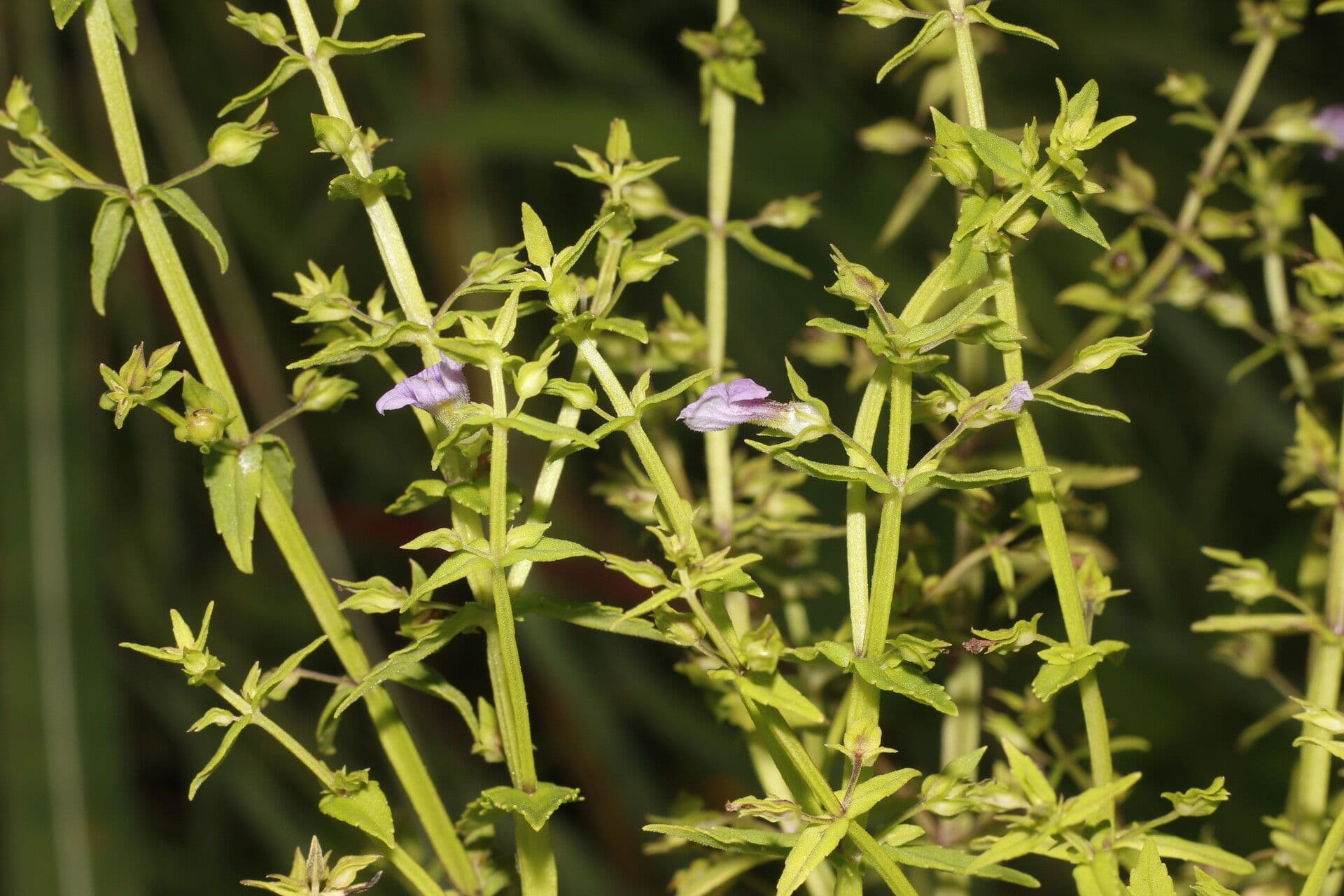 Bacopa laxiflora 10