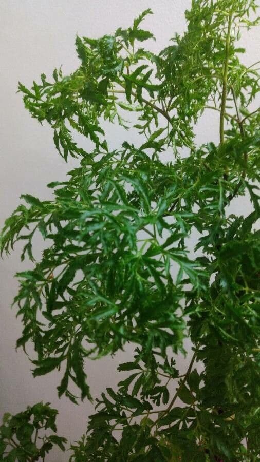 Aralia 2