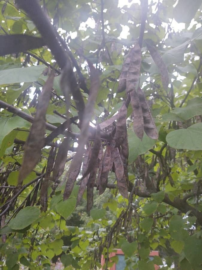 Kanadischer Judasbaum 4