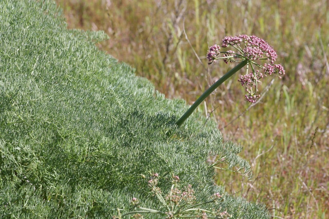 Lomatium 6