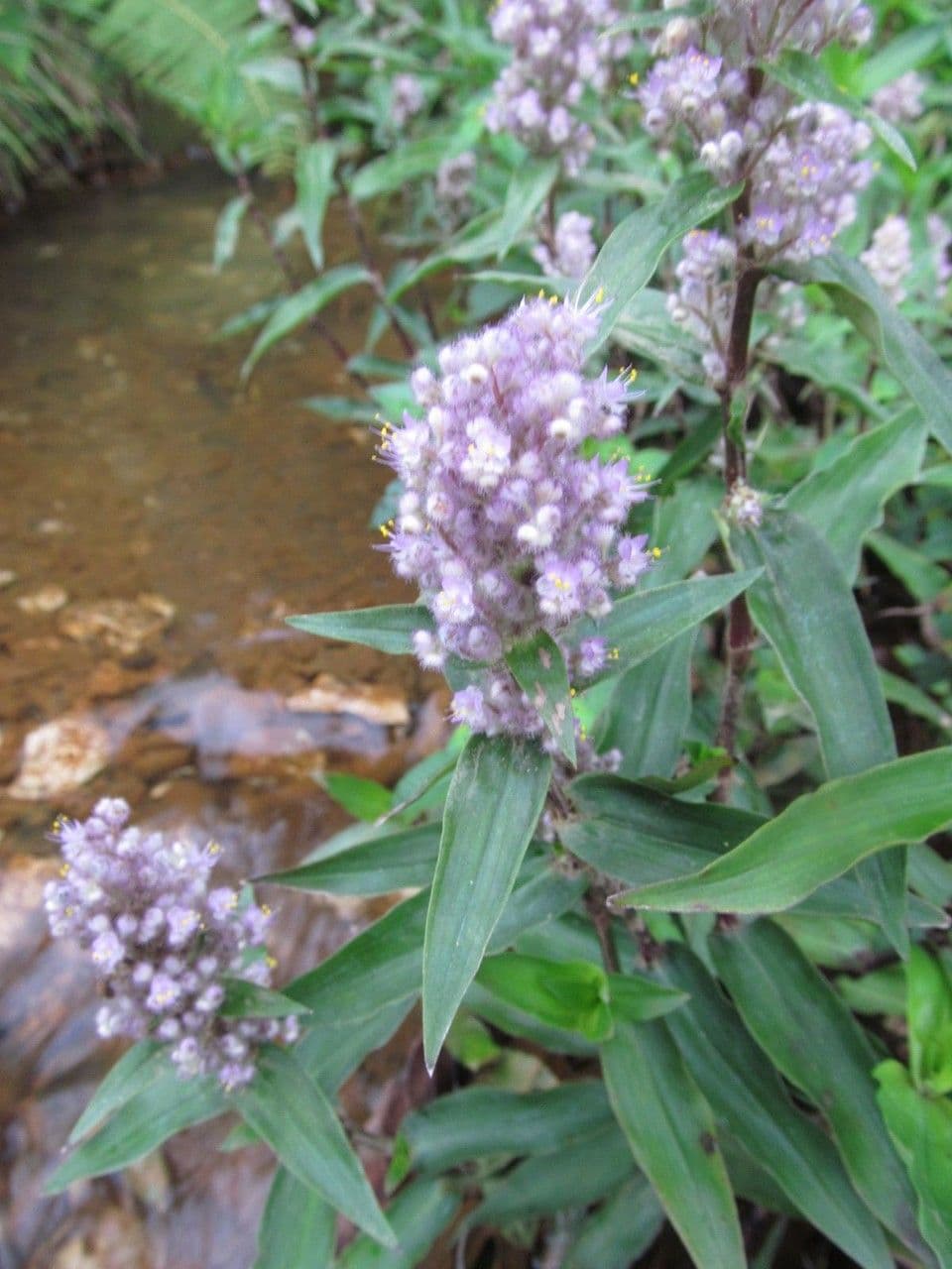 Floscopa glabra