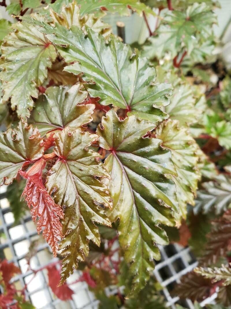 Begonia 8