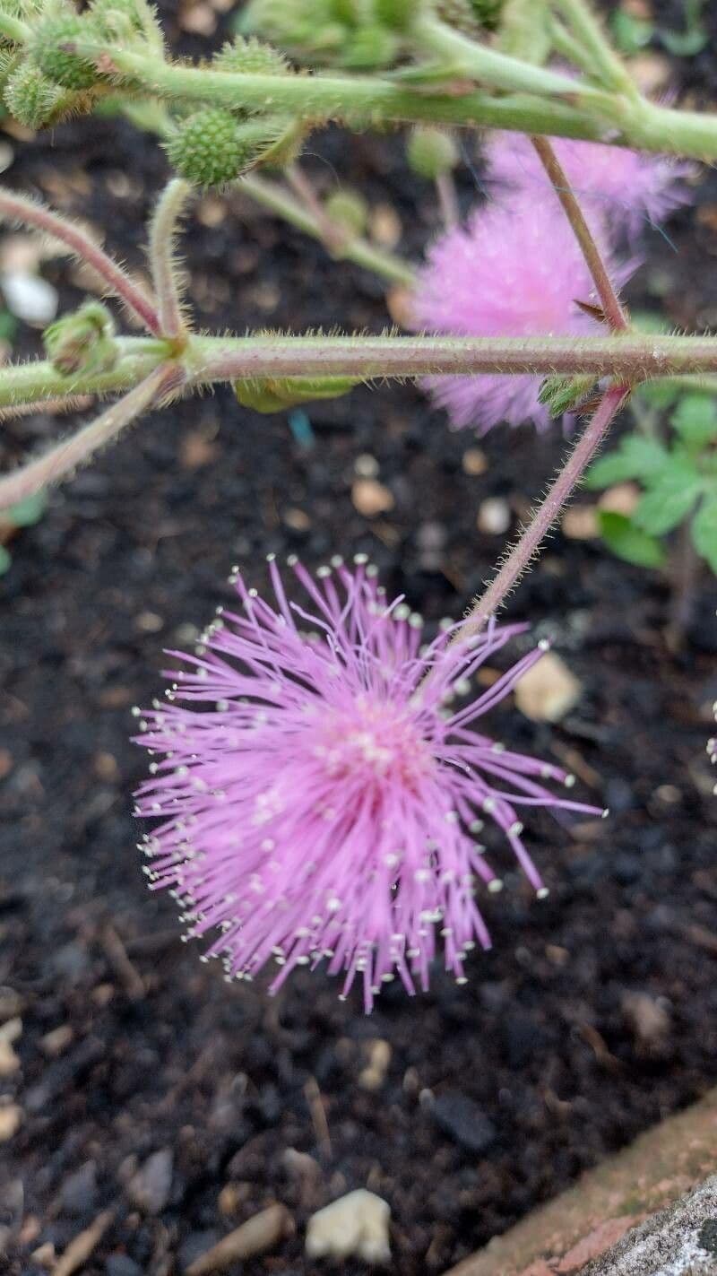 Mimose 2