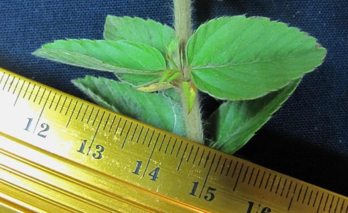 Melochia villosa 19
